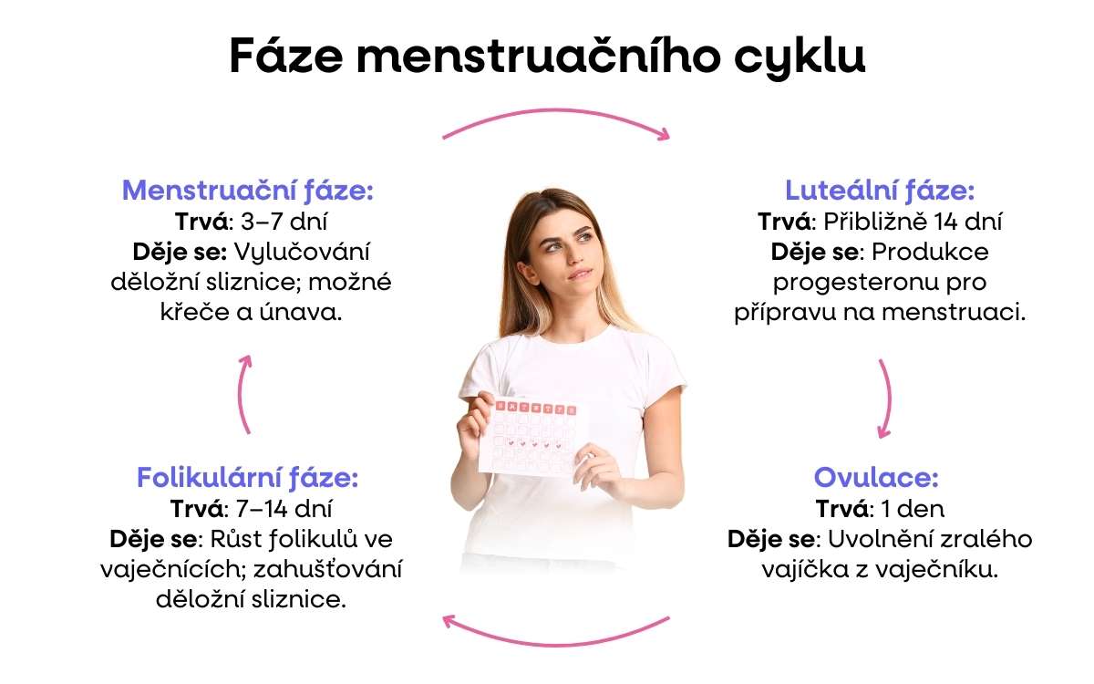 faze menstruacniho cyklu ovolace_1
